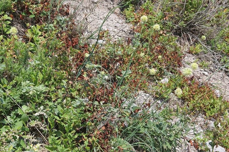 Allium condensatum photo 5