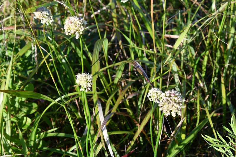 Allium condensatum photo 6