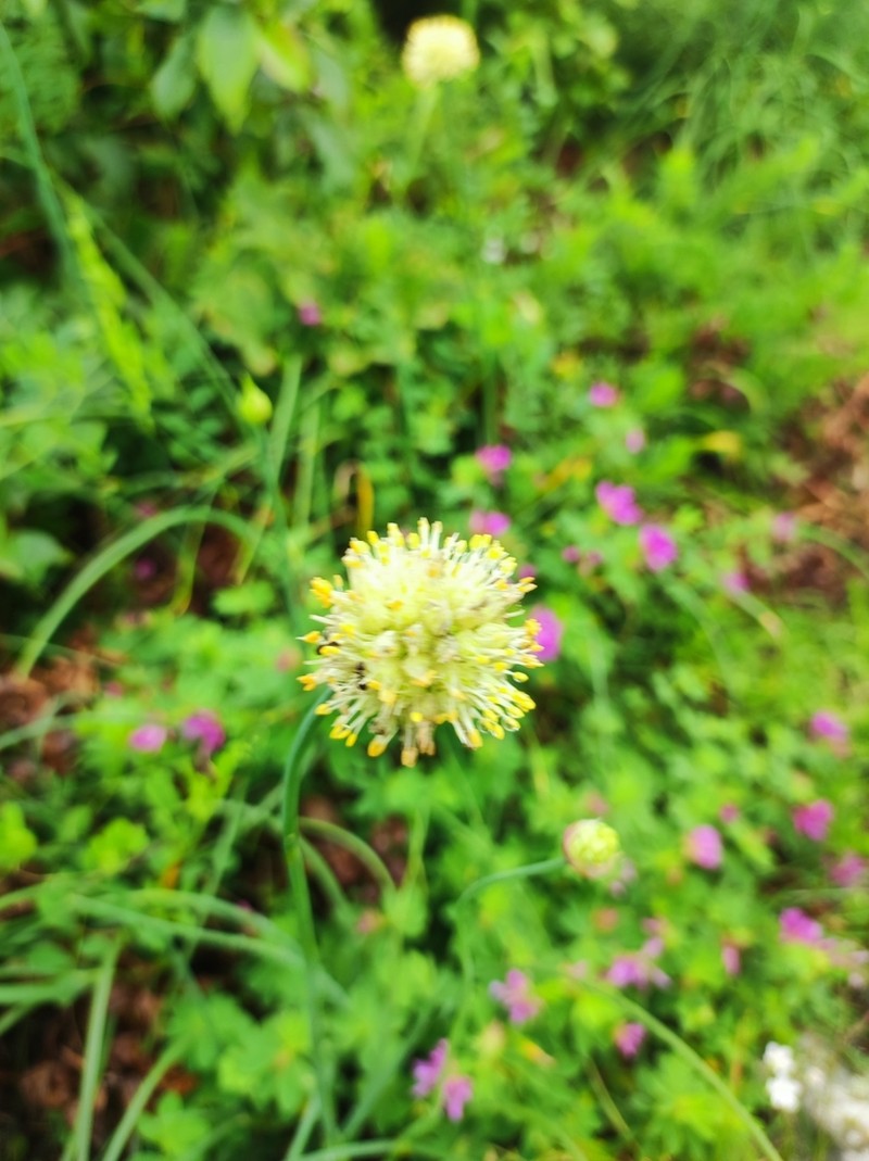 Allium condensatum photo 7