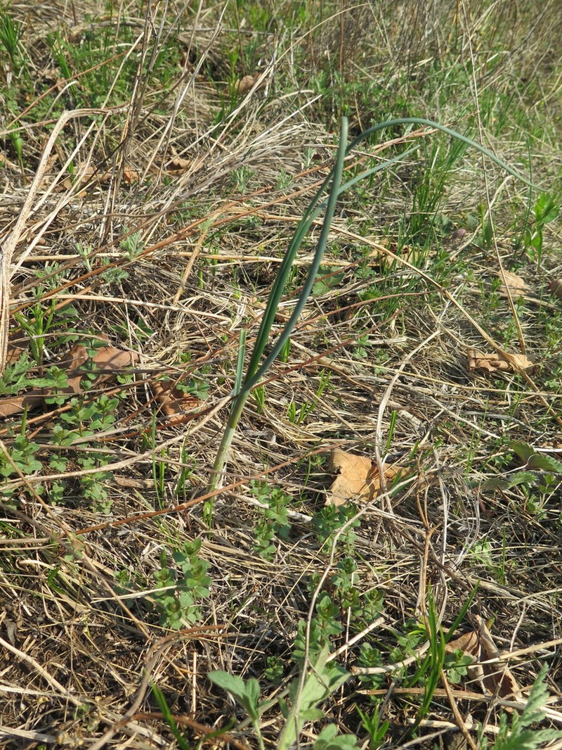 Allium condensatum photo 8