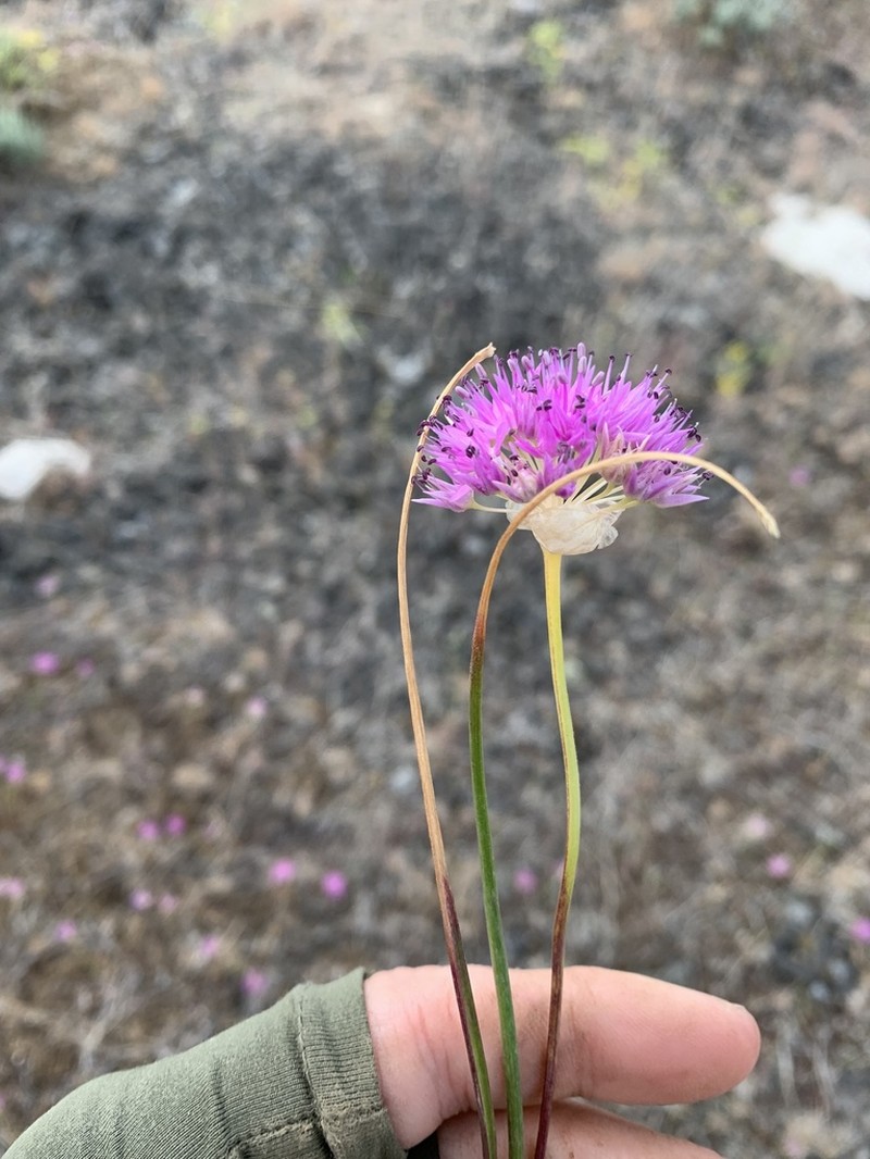 Grand Coulee Onion photo 2