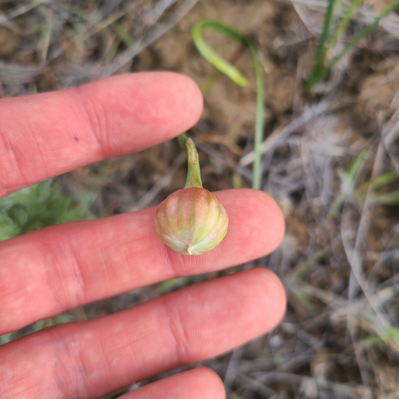Grand Coulee Onion photo 3