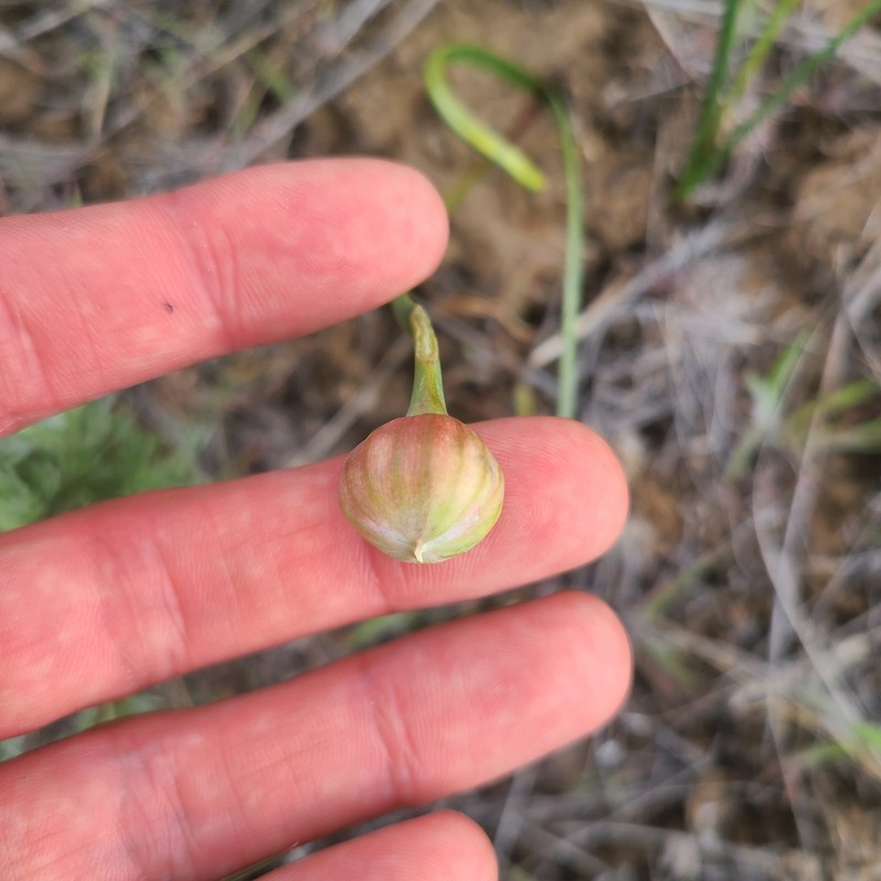 Grand Coulee Onion photo 4