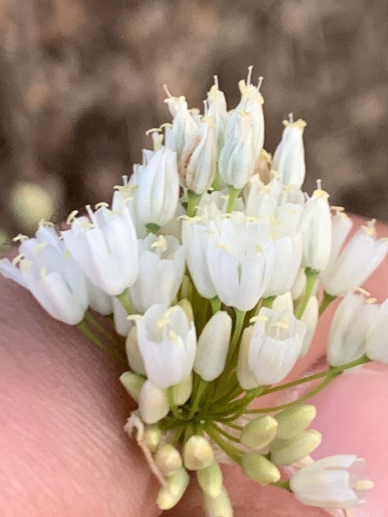 Allium convallarioides