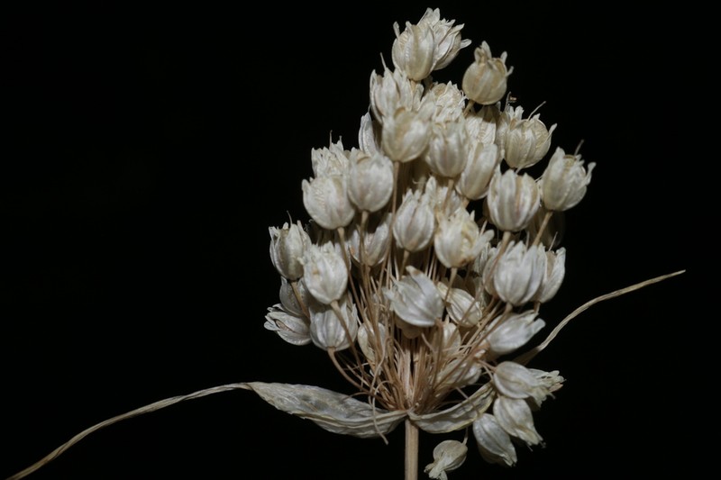 Allium convallarioides photo 3