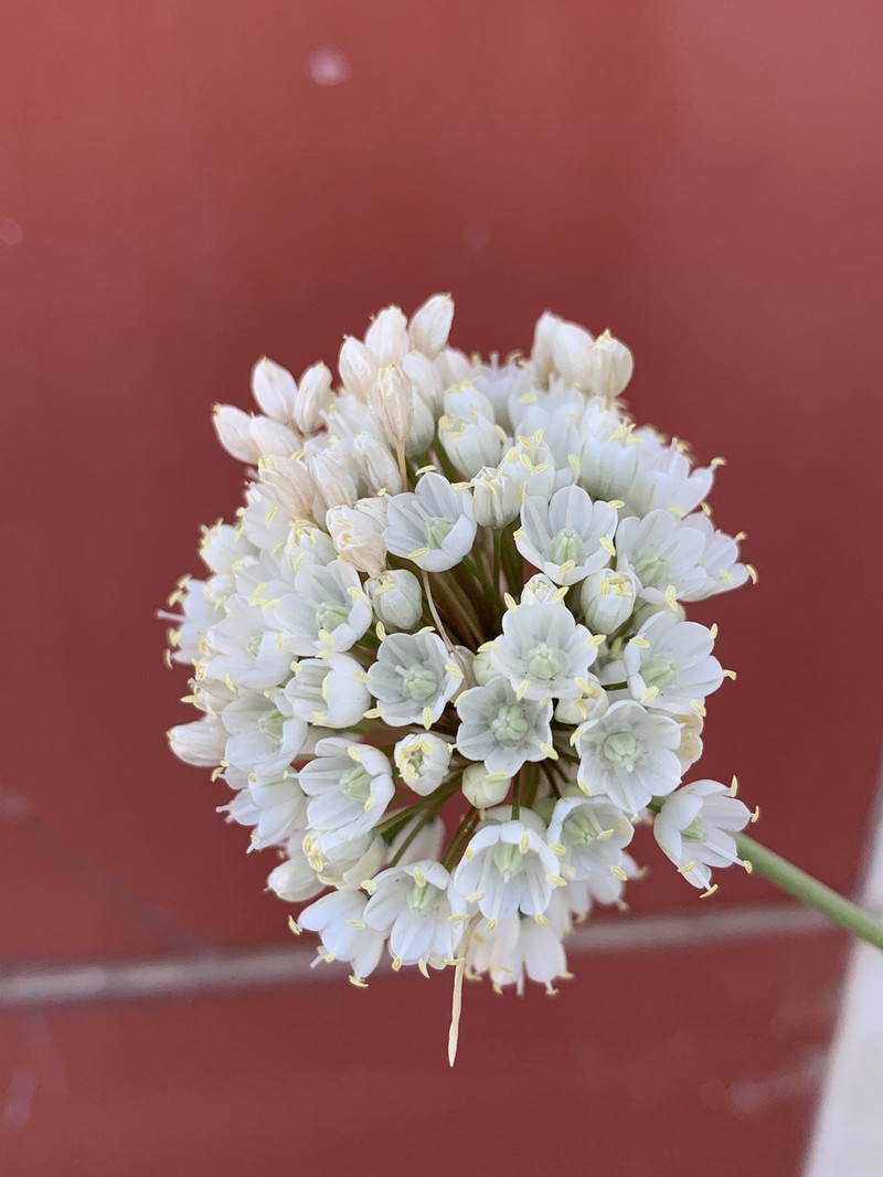 Allium convallarioides photo 5