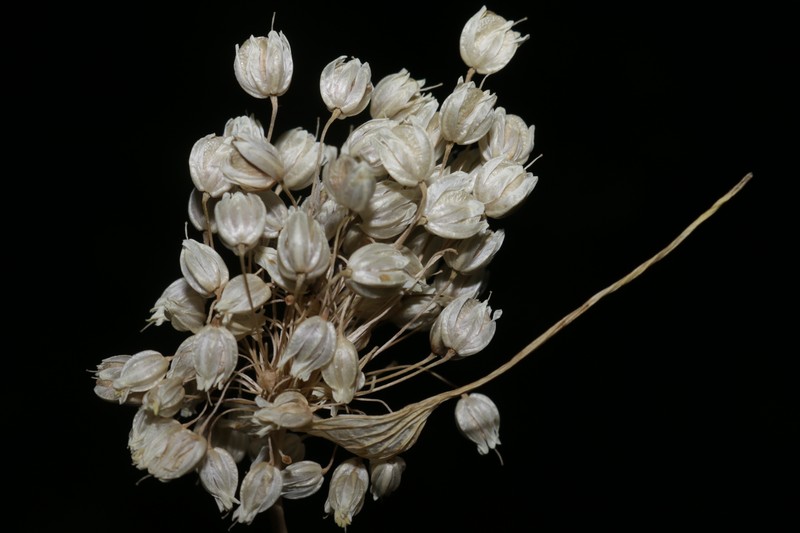 Allium convallarioides photo 6