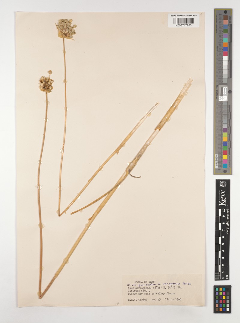 Allium convallarioides photo 7