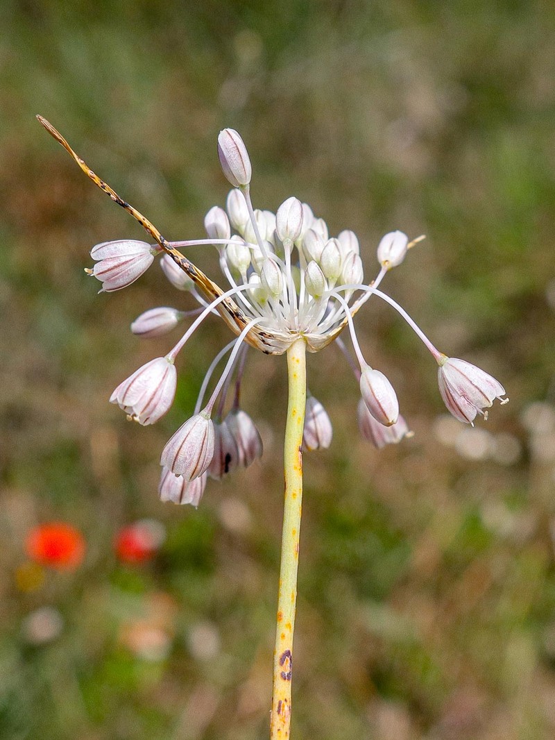 Allium corsicum