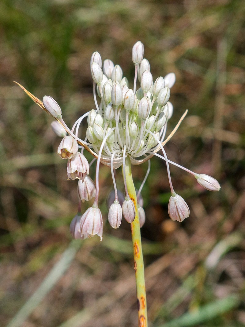Allium corsicum photo 2