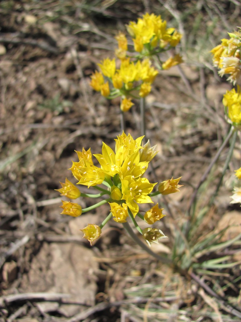 Yellowflower Onion