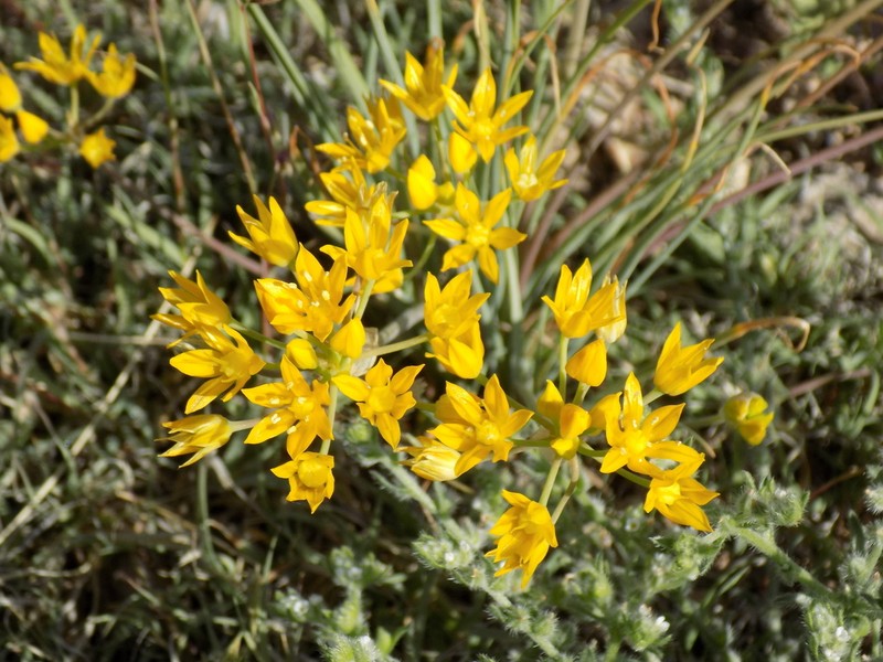 Yellowflower Onion photo 2