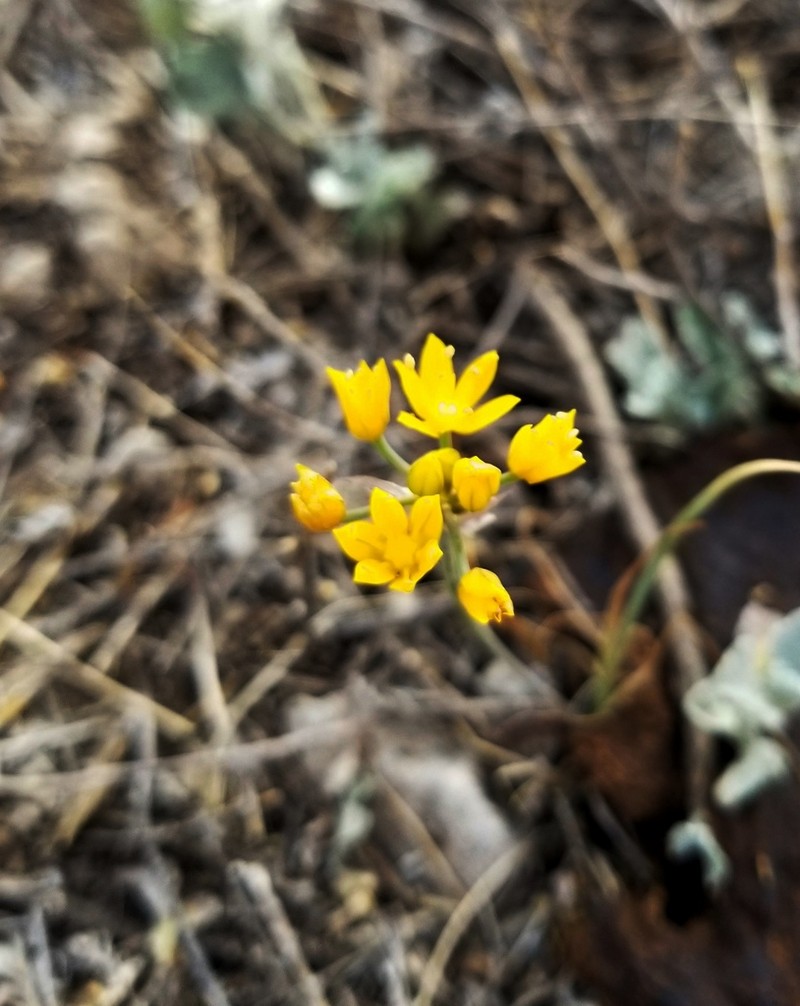 Yellowflower Onion photo 3