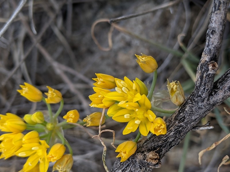 Yellowflower Onion photo 4