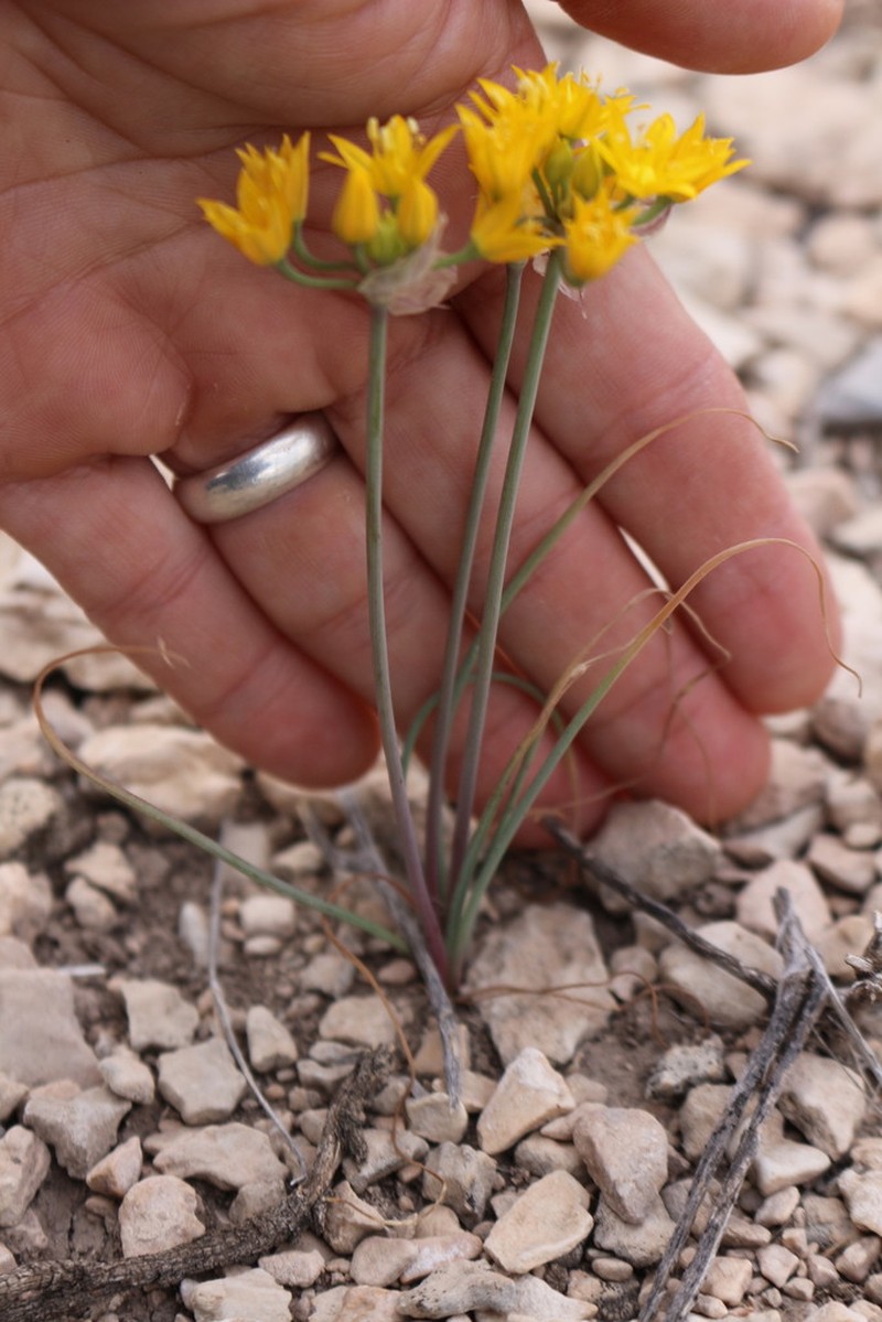 Yellowflower Onion photo 5