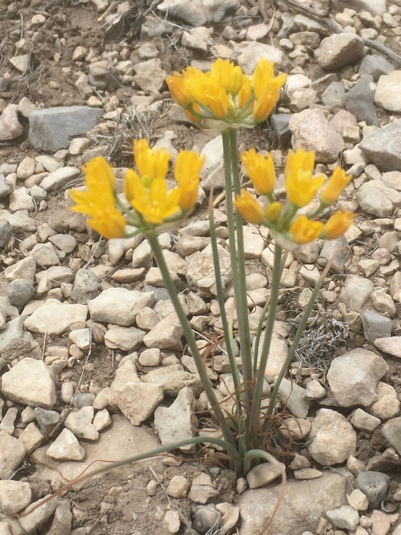 Yellowflower Onion photo 6