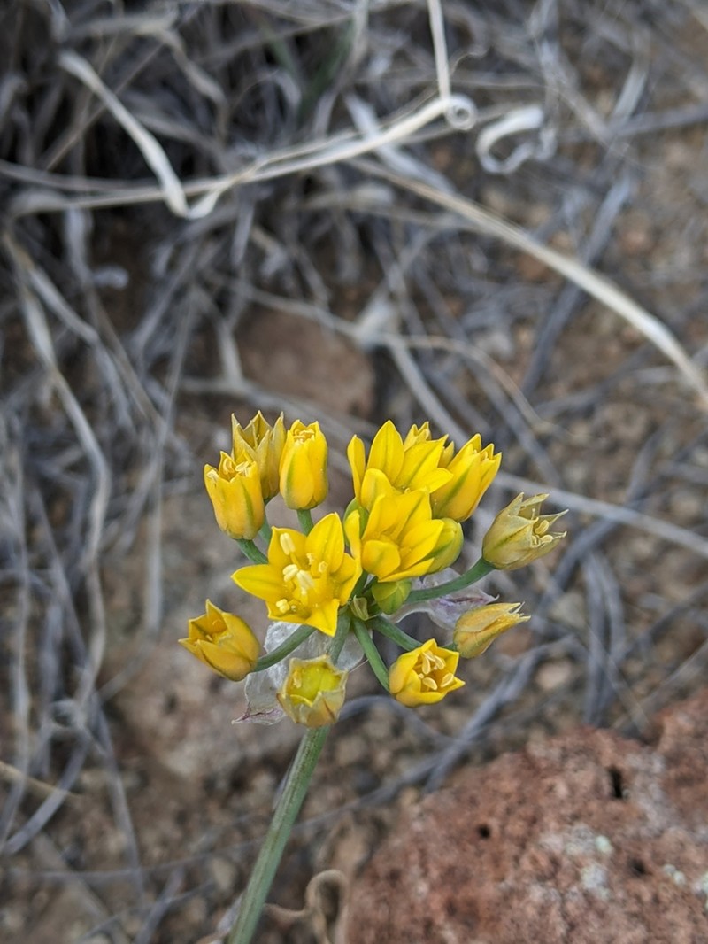 Yellowflower Onion photo 7