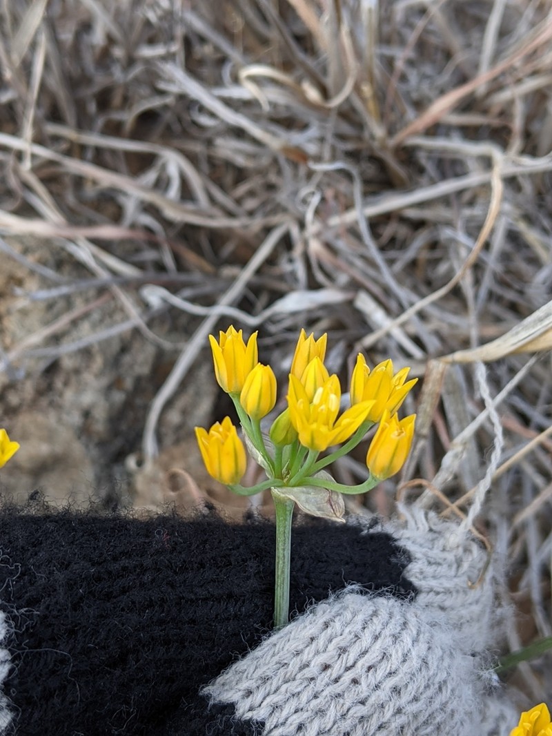 Yellowflower Onion photo 8