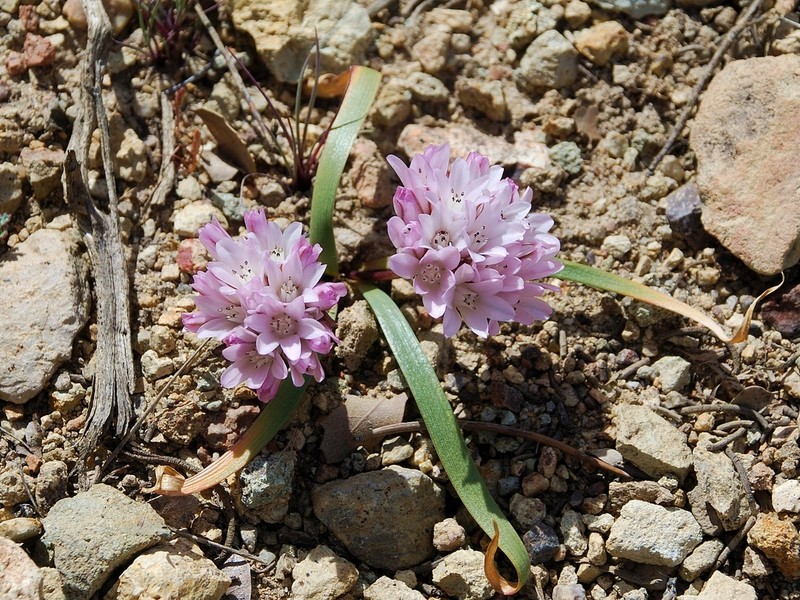 Cascade Onion photo 3