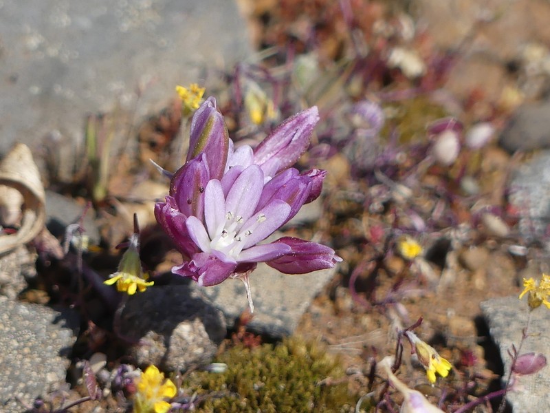 Cascade Onion photo 5