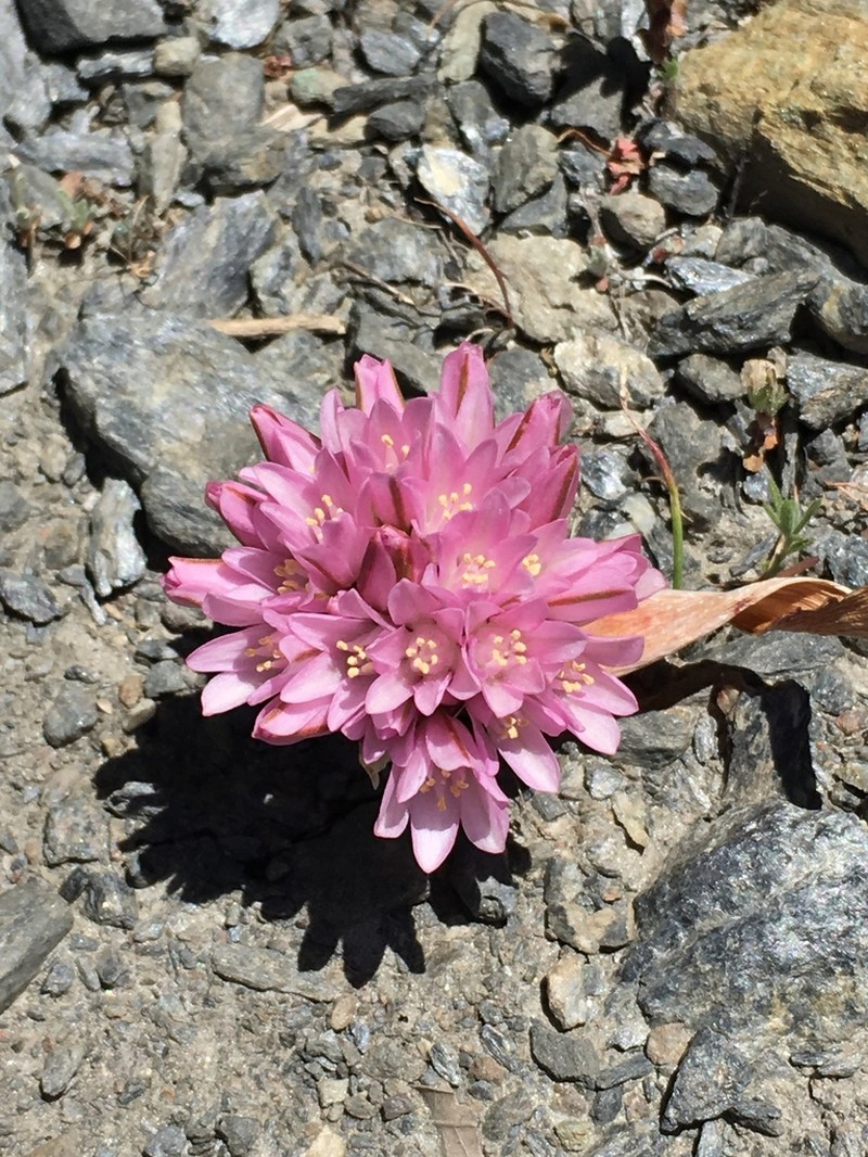 Cascade Onion photo 6