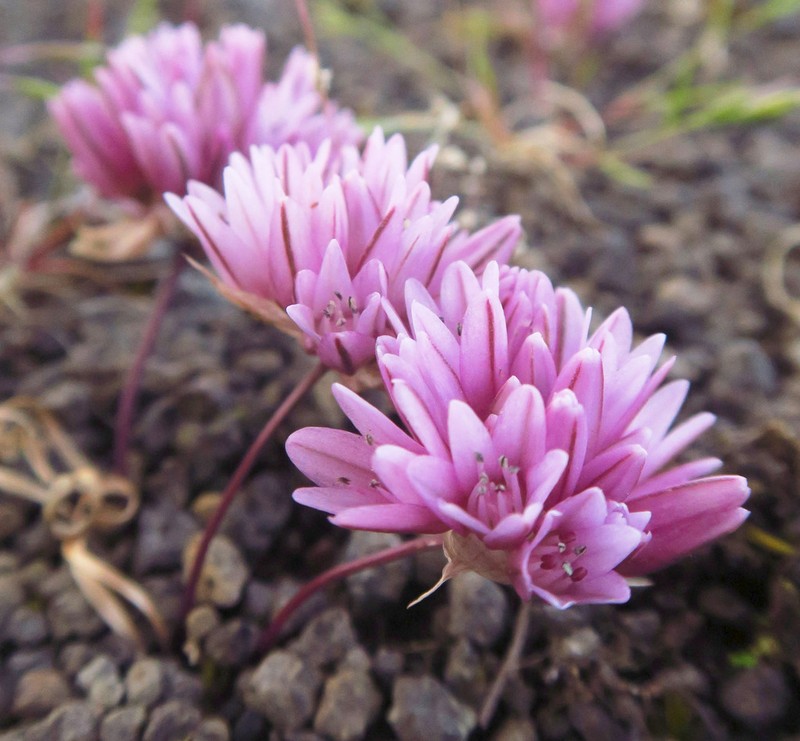 Cascade Onion photo 7