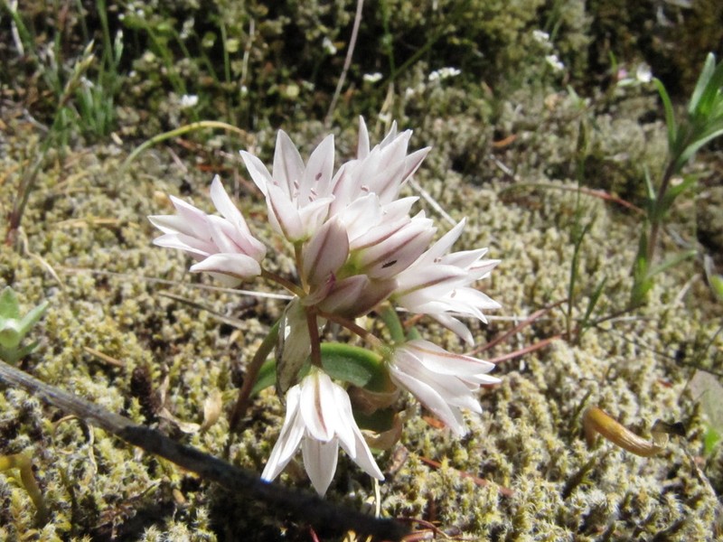 Olympic Onion photo 2