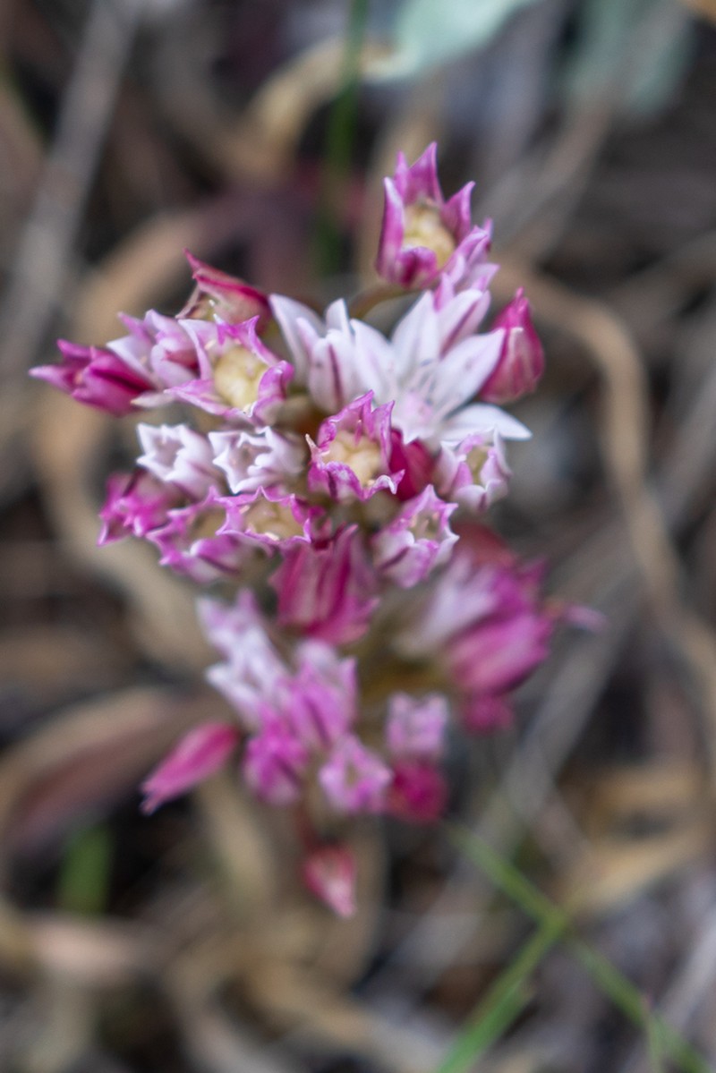 Olympic Onion photo 7