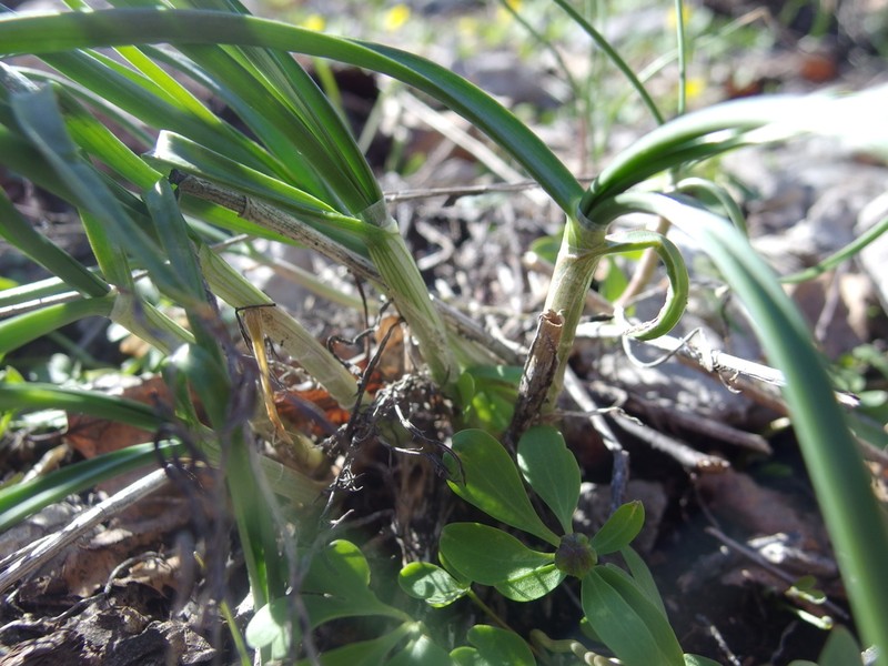 Allium cretaceum