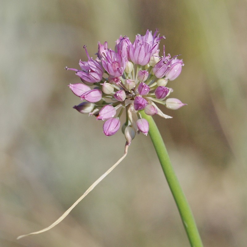 Allium cretaceum photo 2