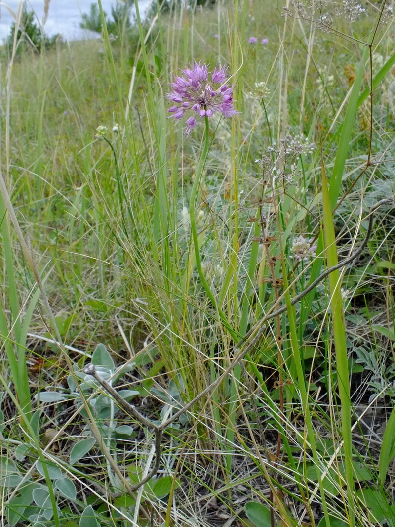 Allium cretaceum photo 3