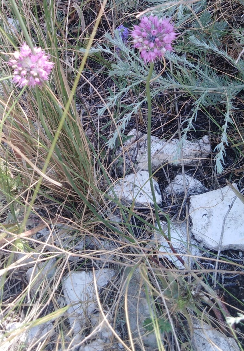 Allium cretaceum photo 4