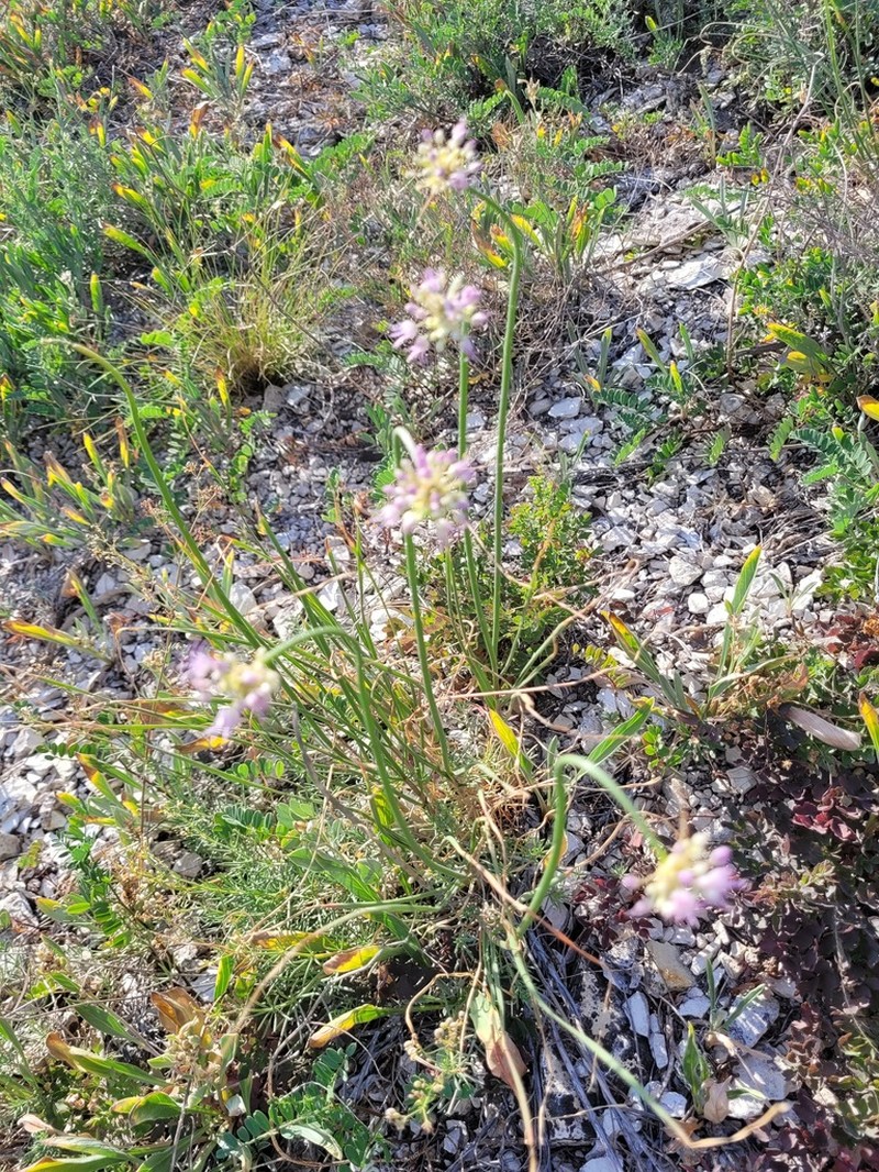 Allium cretaceum photo 5