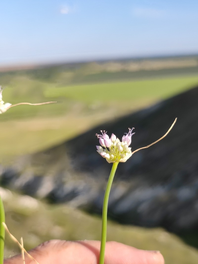 Allium cretaceum photo 6