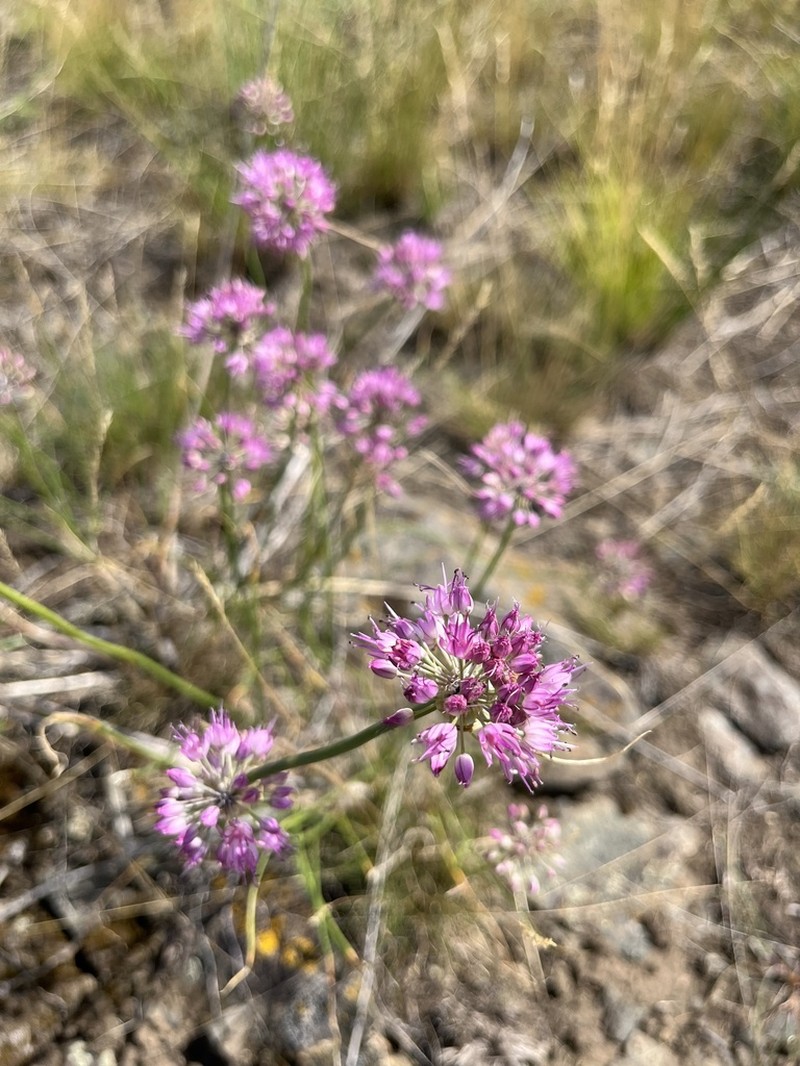 Allium cretaceum photo 7