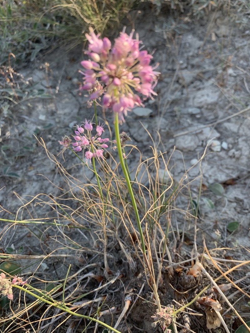 Allium cretaceum photo 8