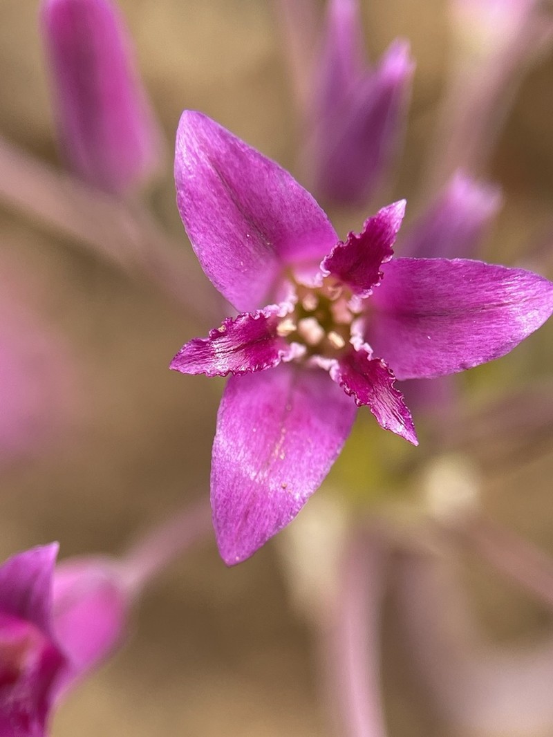 Crinkled Onion photo 6