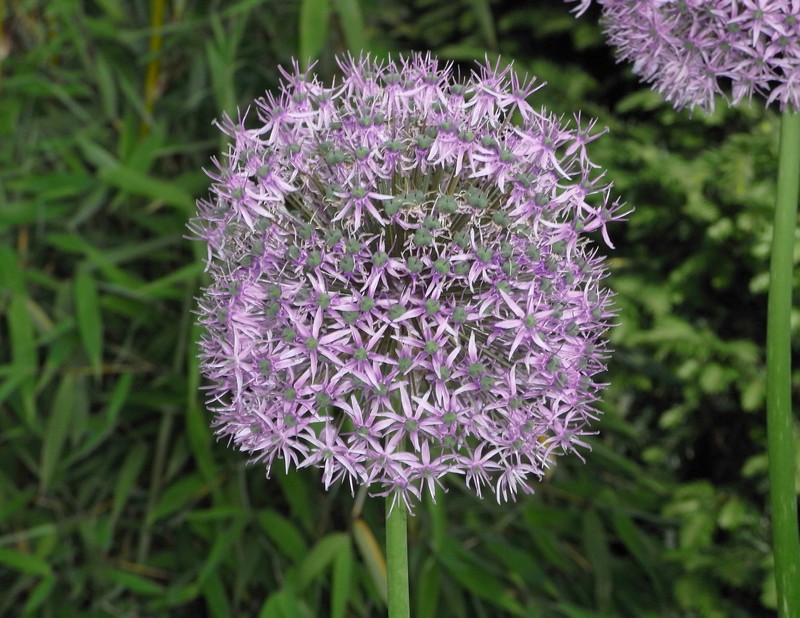 Allium cristophii