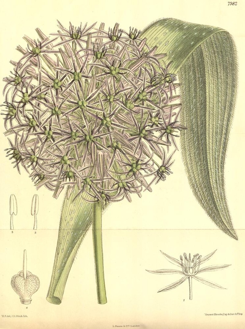 Allium cristophii photo 2