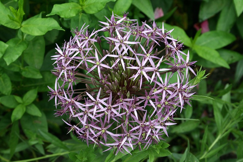 Allium cristophii photo 3