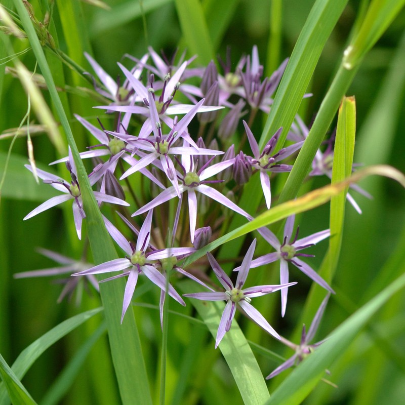 Allium cristophii photo 5