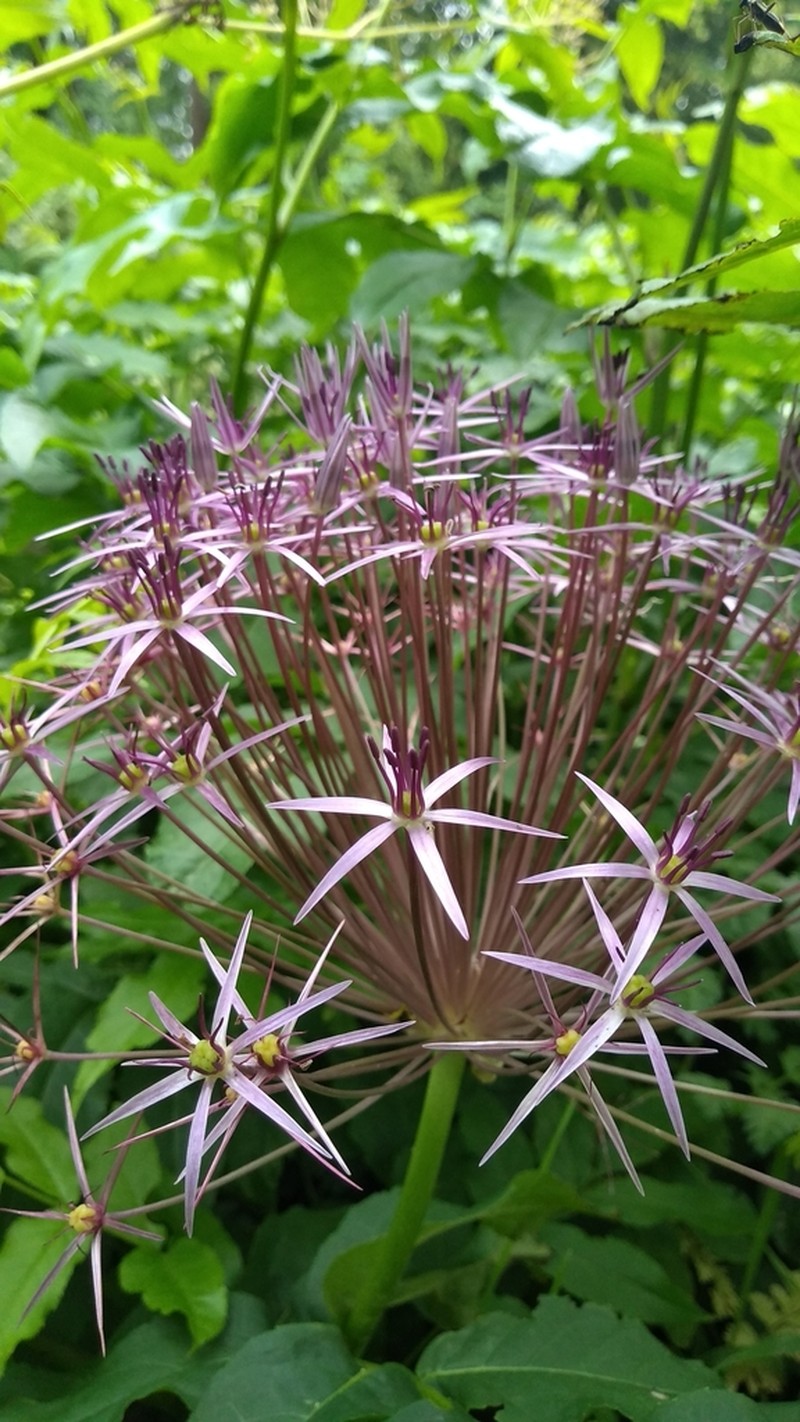 Allium cristophii photo 6