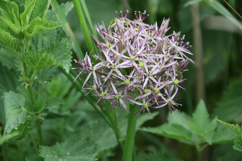 Allium cristophii photo 7