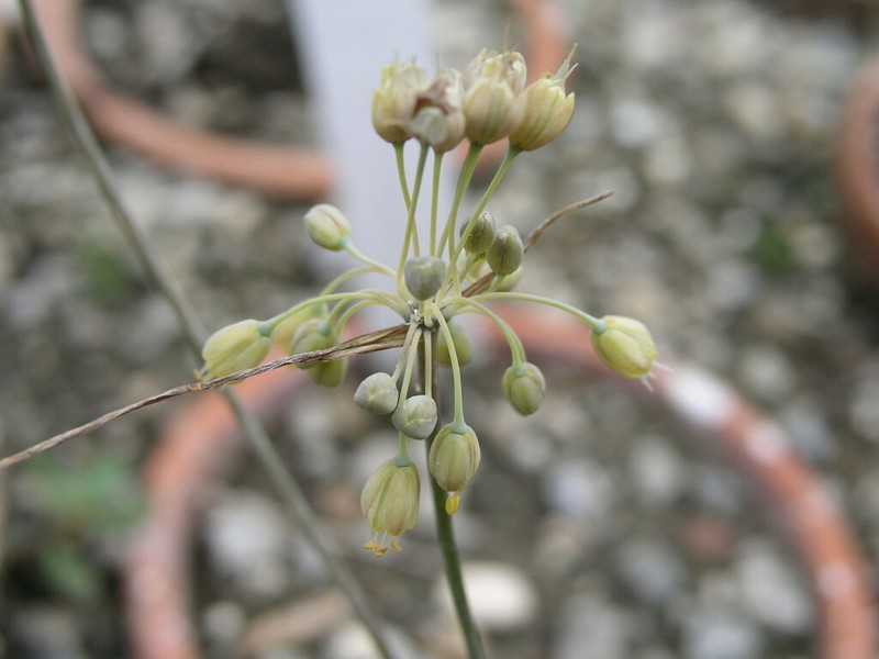 Allium croaticum