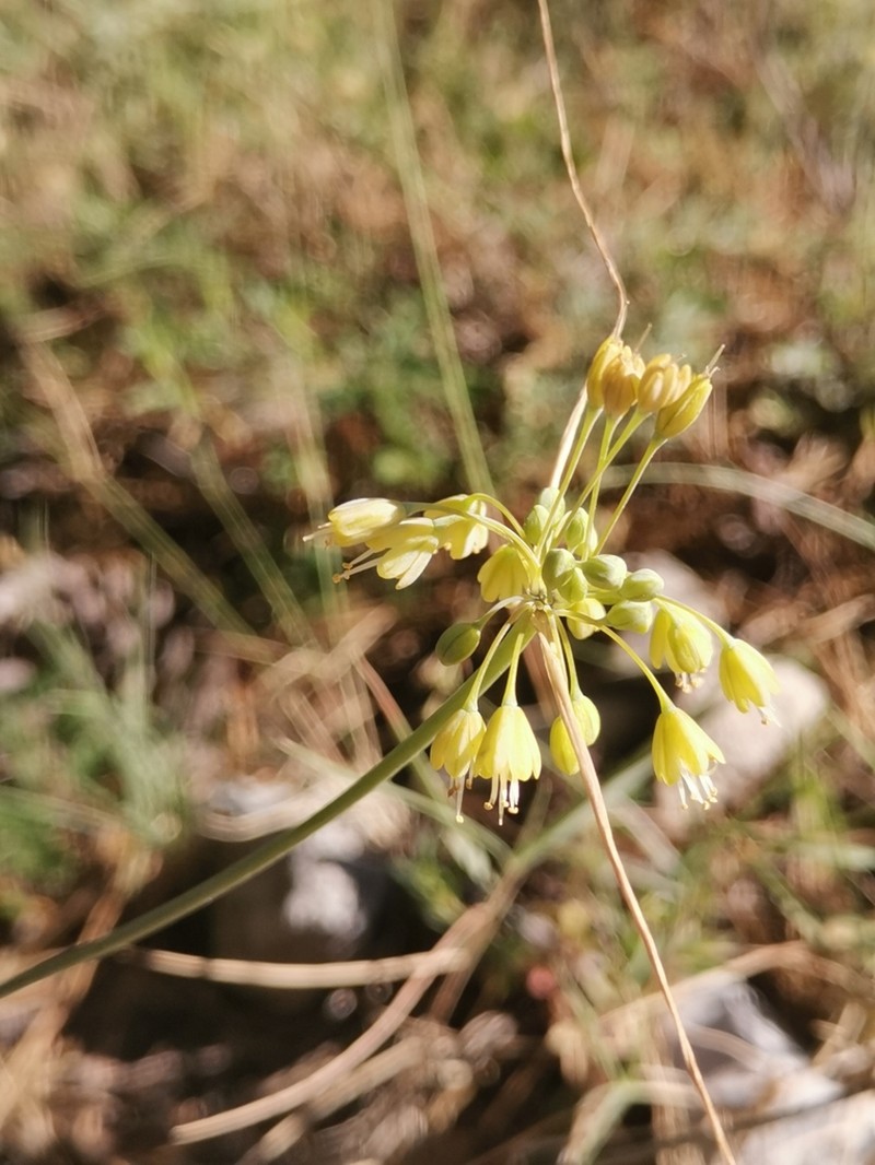 Allium croaticum photo 2