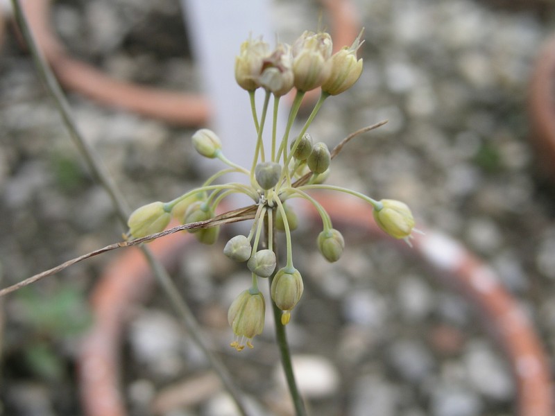Allium croaticum photo 4