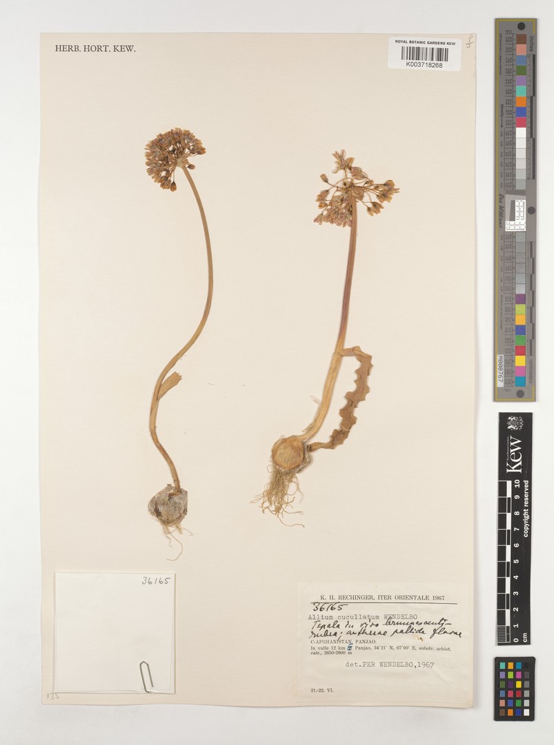 Allium cucullatum
