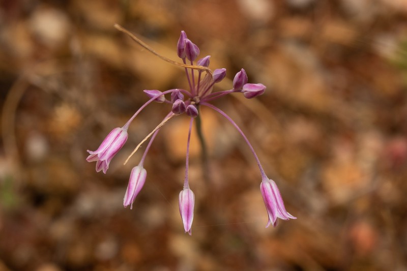 Allium cupani photo 2