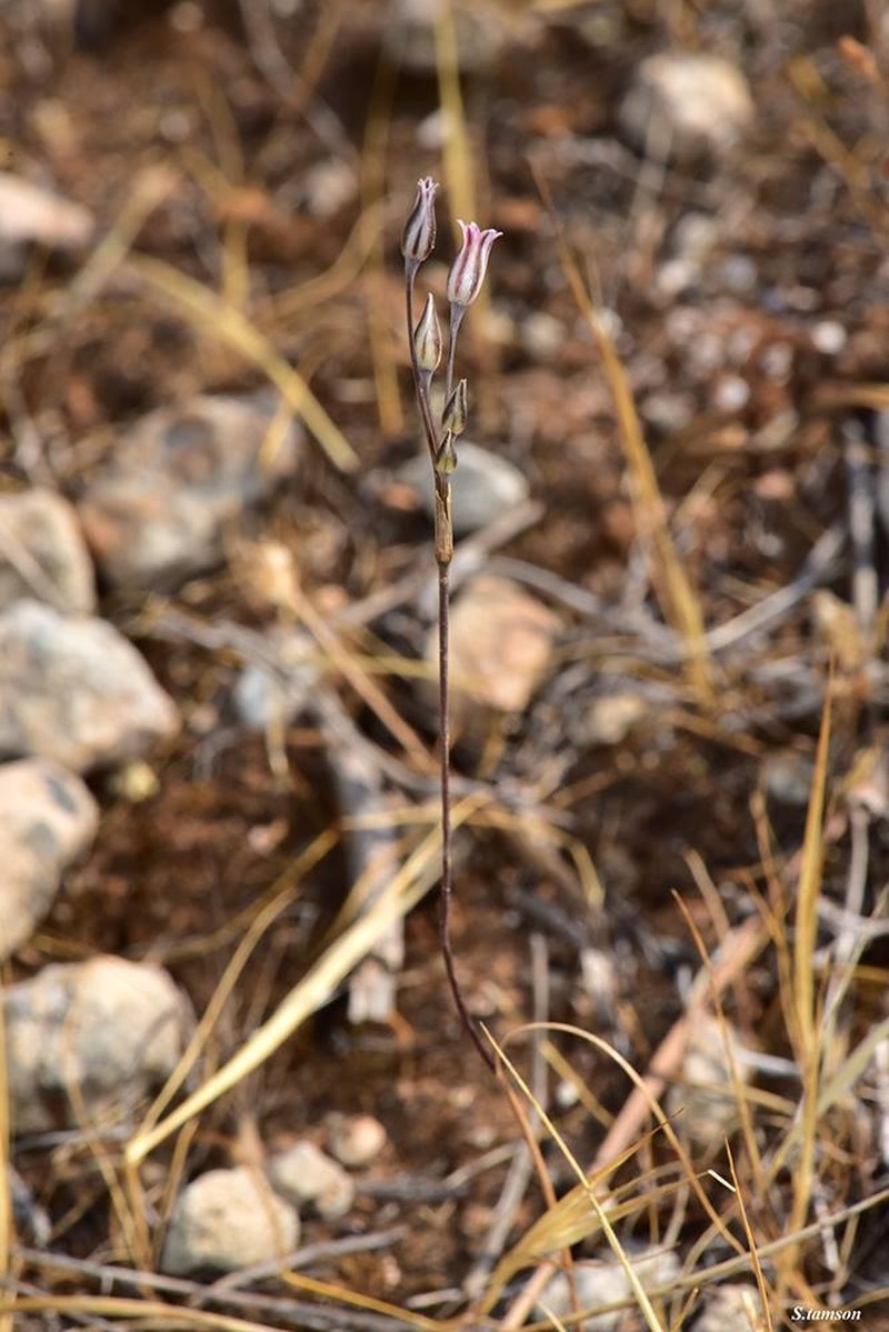 Allium cupani photo 3