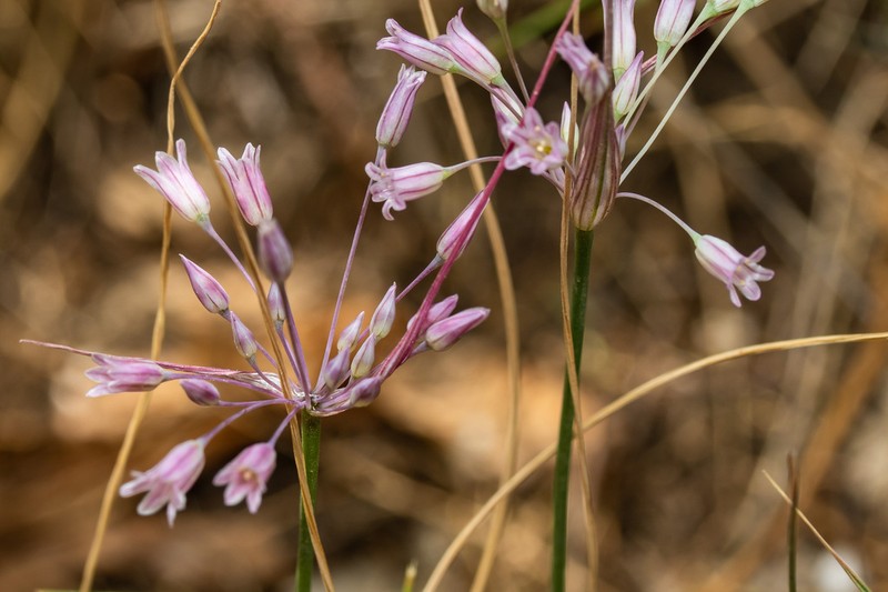 Allium cupani photo 4